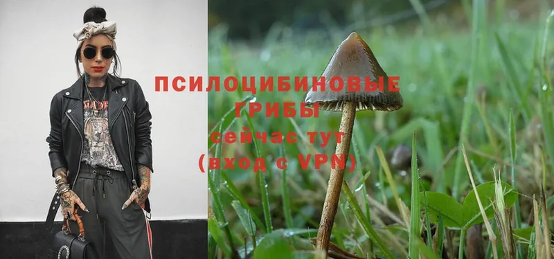 Галлюциногенные грибы Psilocybe  Бирюч 